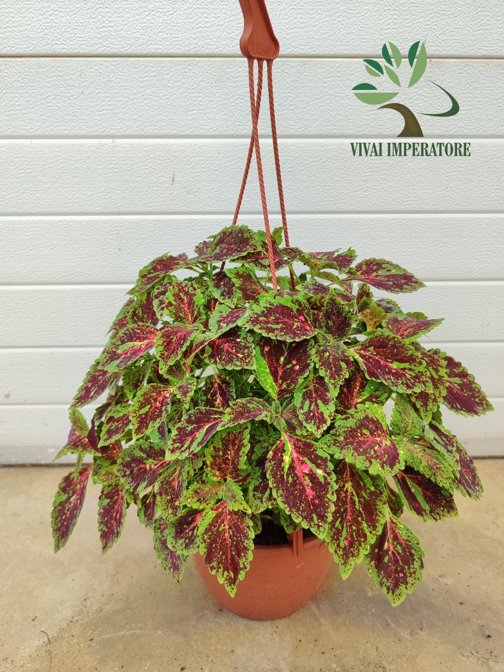 COLEUS BK22